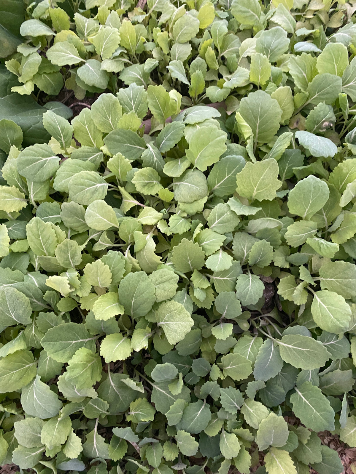 Pridgen's Yellow Collards — Annapolis Seeds