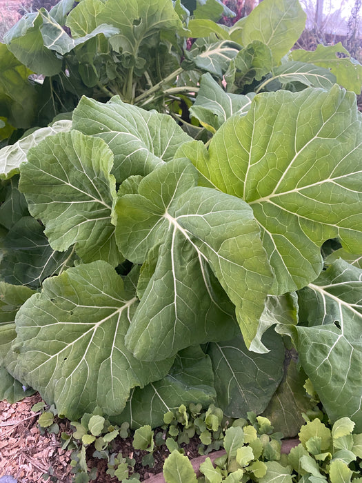 Pridgen's Yellow Collards — Annapolis Seeds