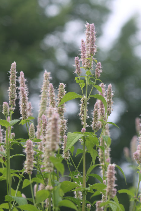 Purple Giant Hyssop
