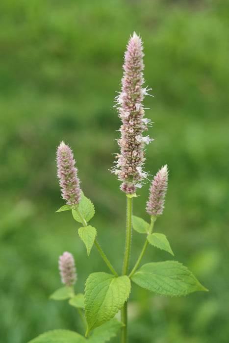 Purple Giant Hyssop