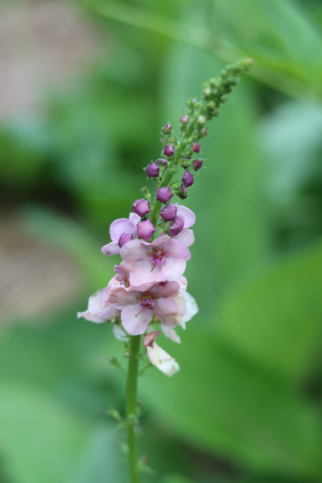 Purple Mullein