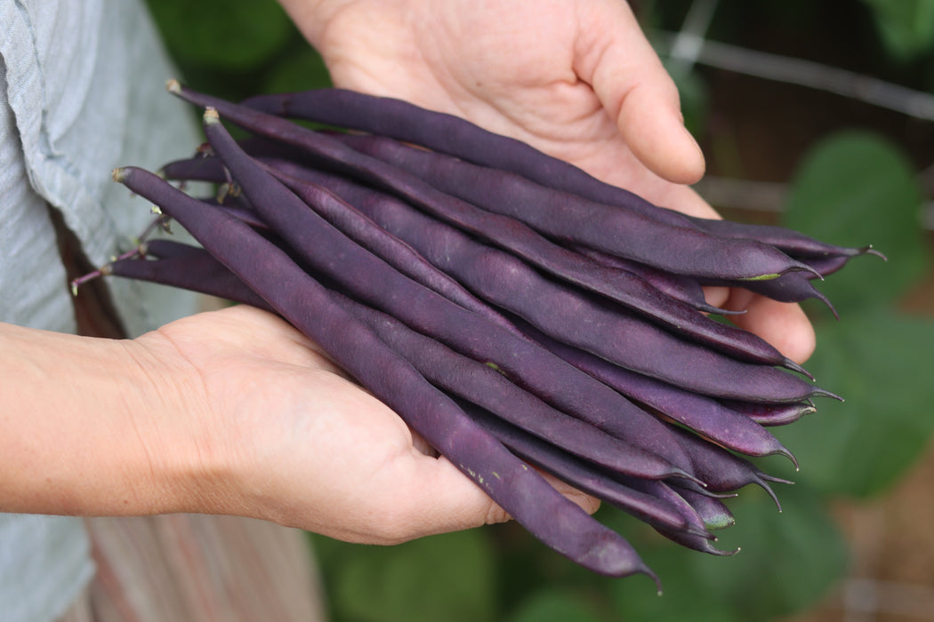 Purple Peacock Bean
