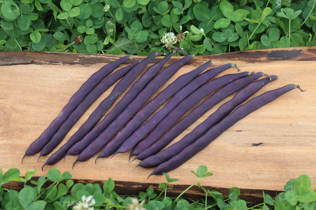 Purple Peacock Bean