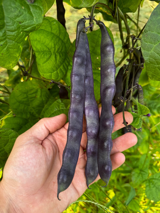 Purple Peacock Bean