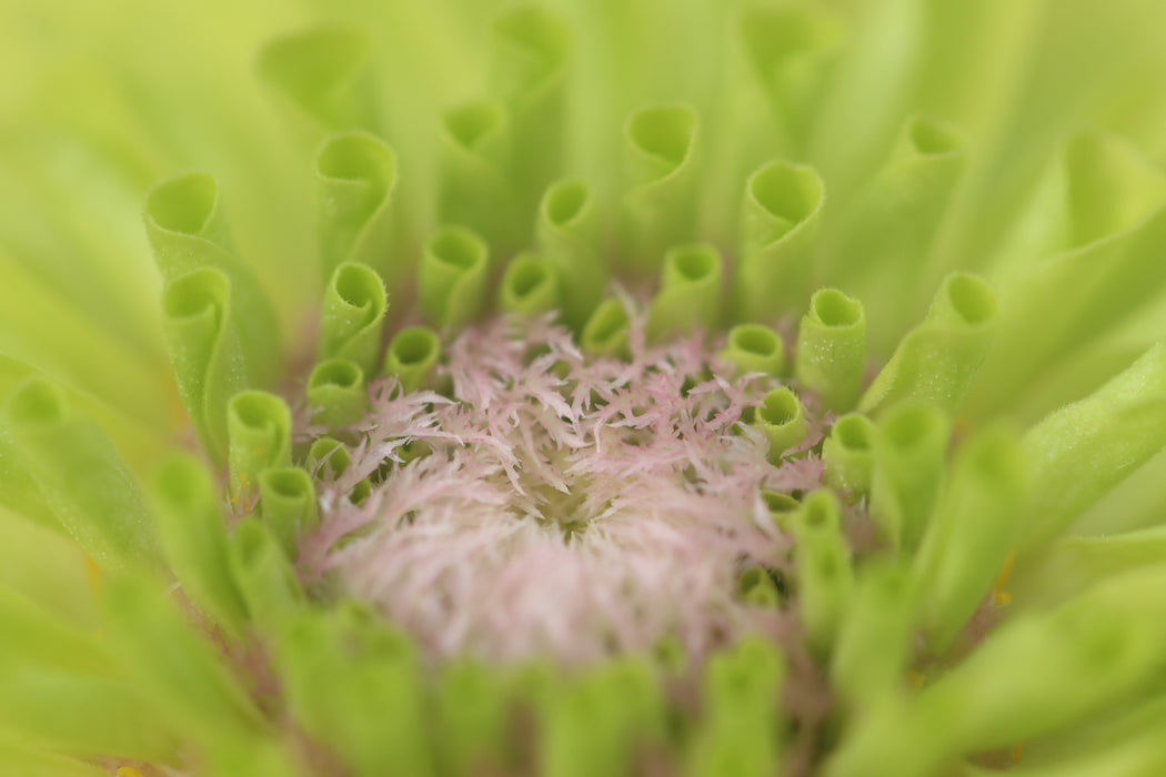 Queeny Limes Party Mix Zinnia