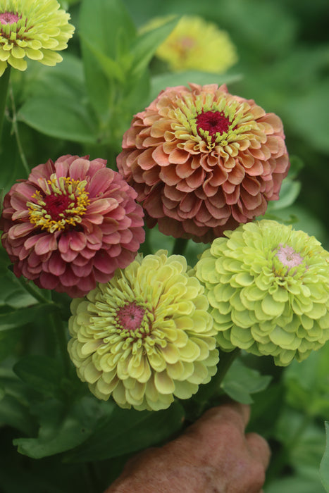 Queeny Limes Party Mix Zinnia
