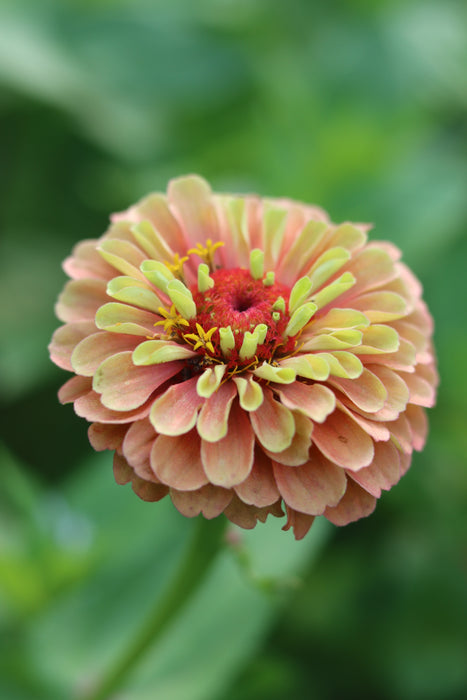 Queeny Limes Party Mix Zinnia