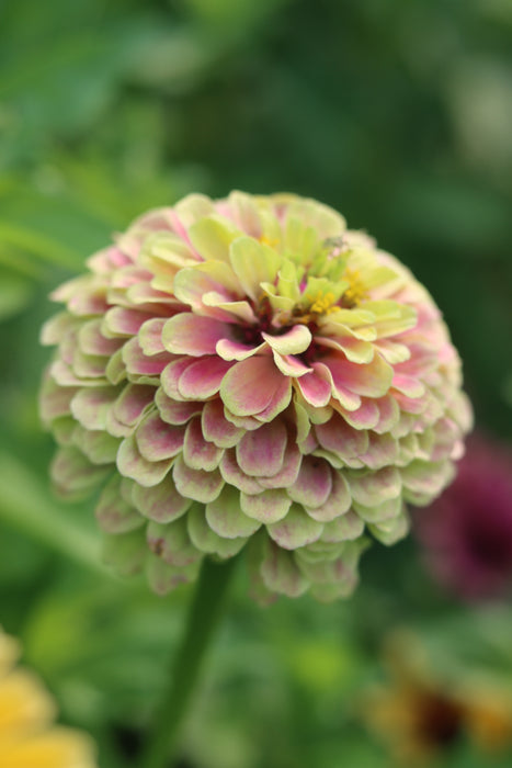 Queeny Limes Party Mix Zinnia