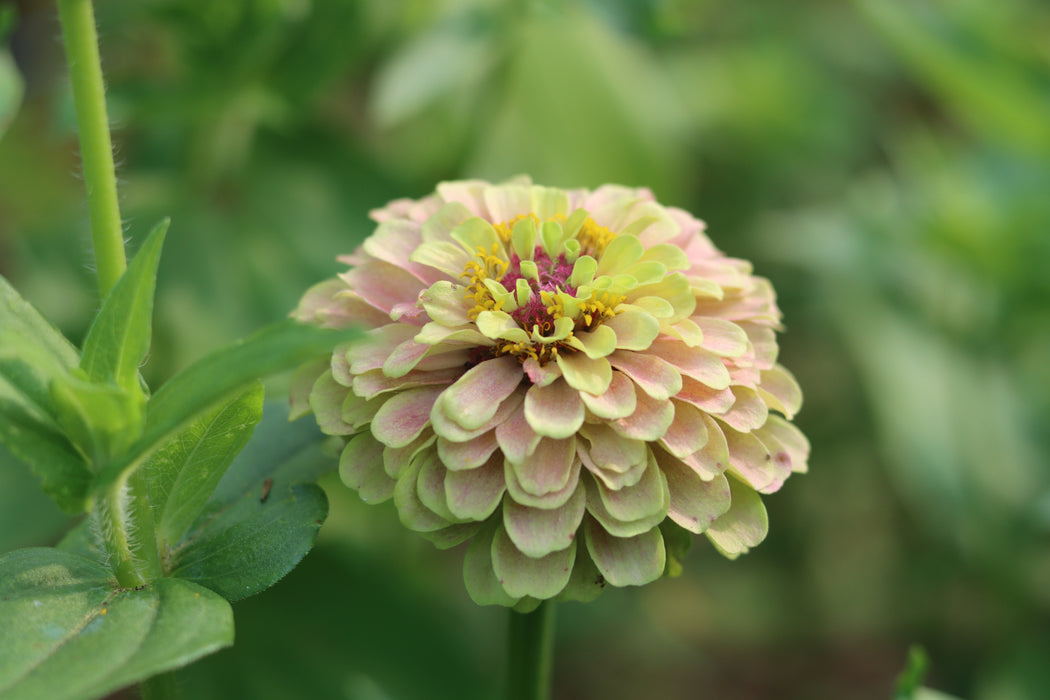 Queeny Limes Party Mix Zinnia