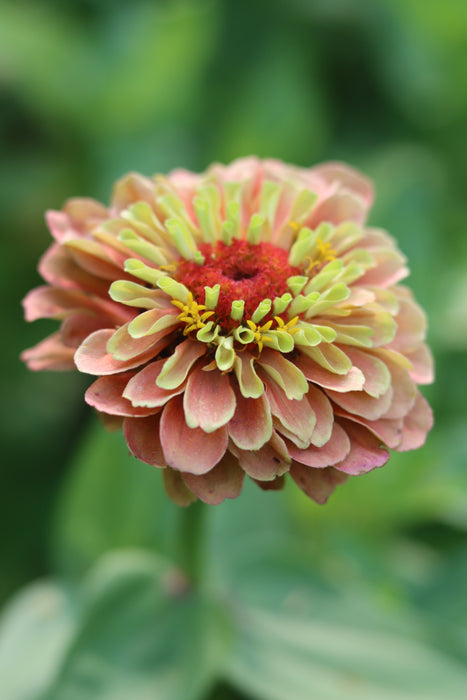 Queeny Limes Party Mix Zinnia