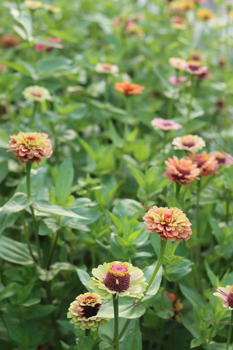 Queeny Limes Party Mix Zinnia