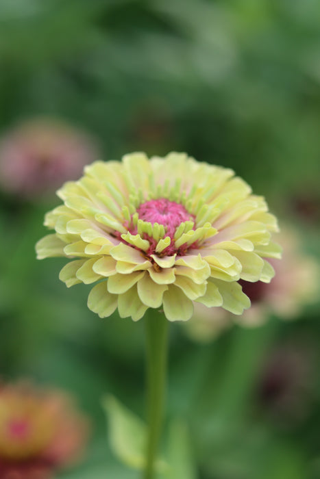 Queeny Limes Party Mix Zinnia