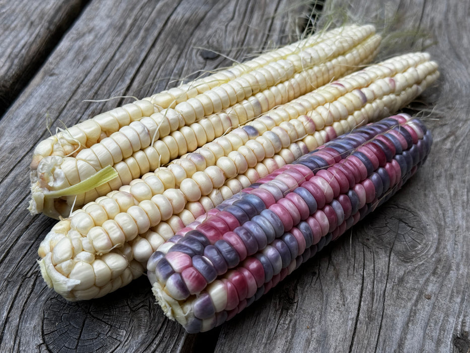 Rainbow Inca Sweet Corn