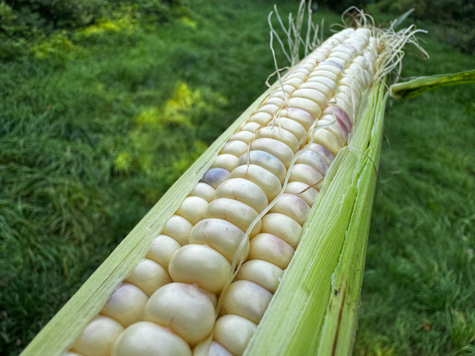 Rainbow Inca Sweet Corn