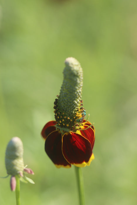 Red Prairie Coneflower