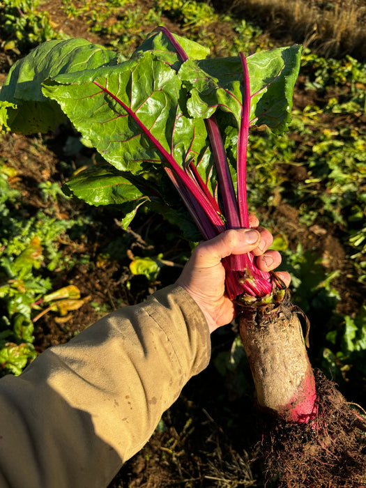Mangelwurzel Beet