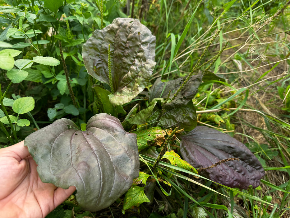 Breitwegerich "Purple Perversion" (Plantago Major) – Samen - Foto 5