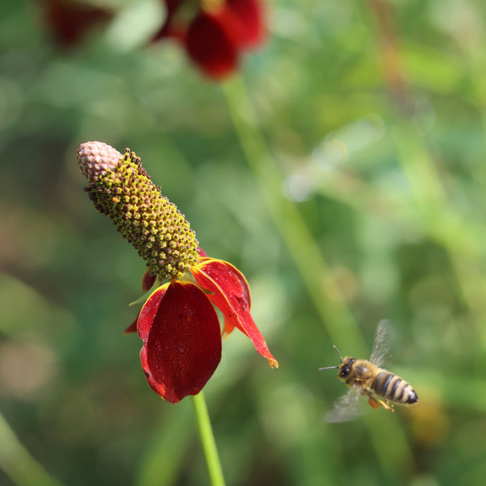 Red Prairie Coneflower