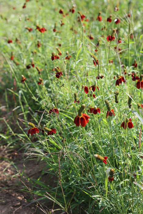 Red Prairie Coneflower