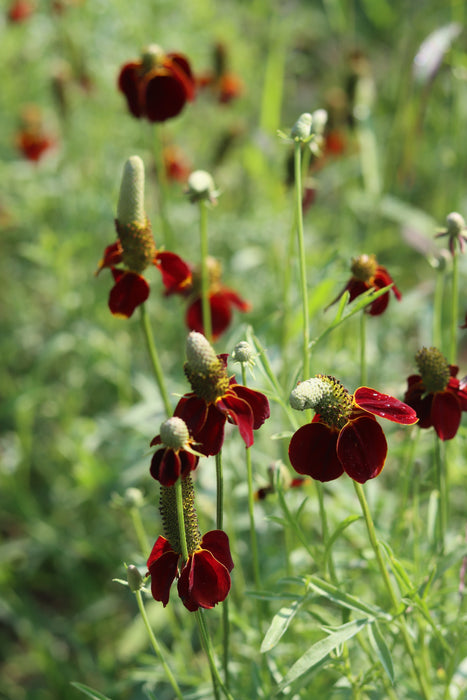 Red Prairie Coneflower