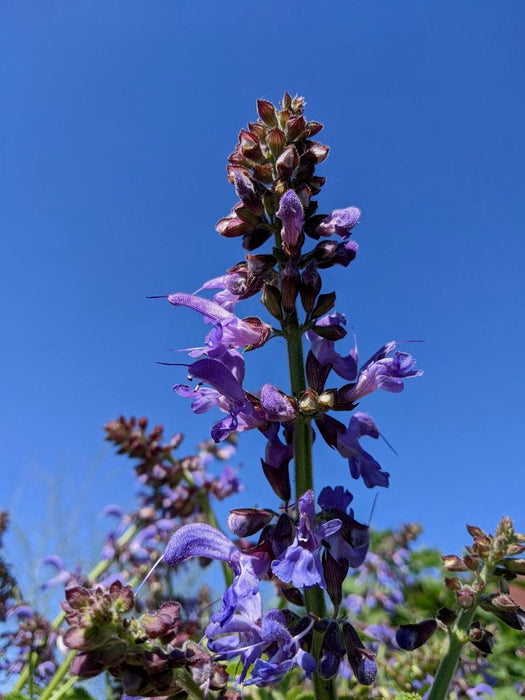 Redroot Sage