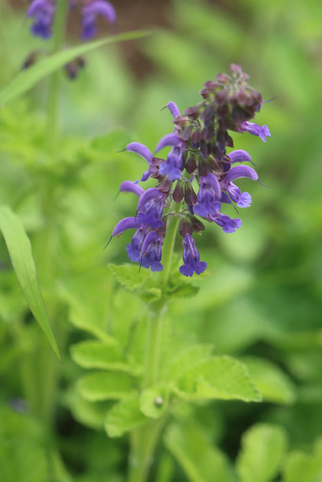 Redroot Sage