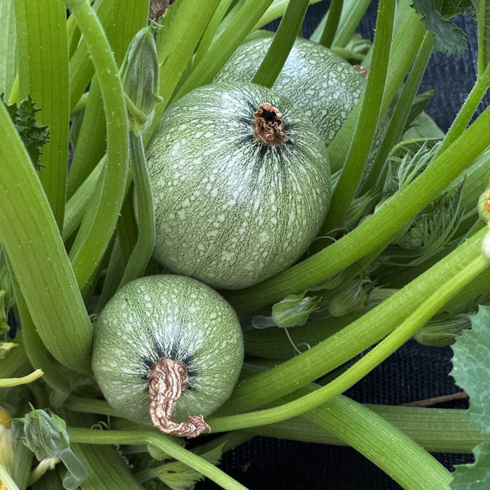 Ronde de Nice Zucchini