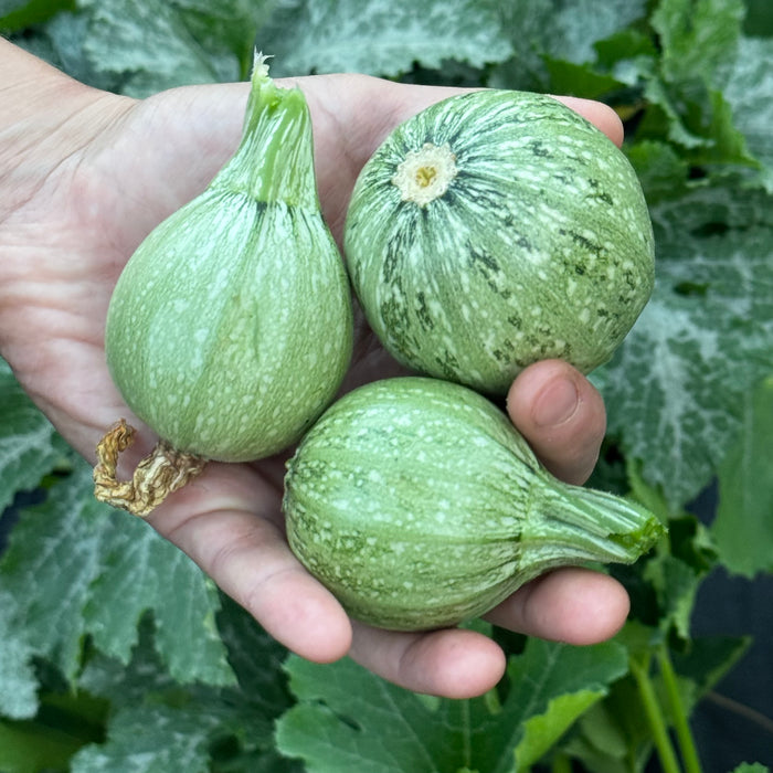 Ronde de Nice Zucchini