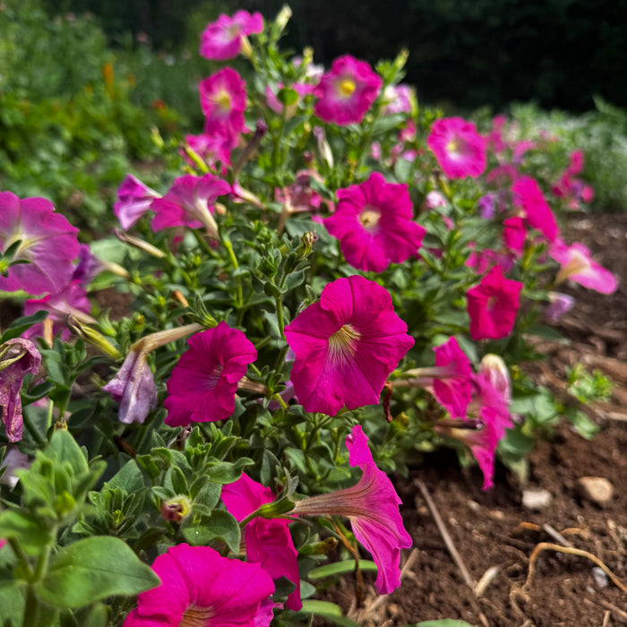 Rose of Heaven Petunia