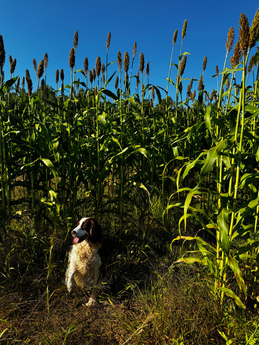 Rox Orange Syrup Cane Sorghum