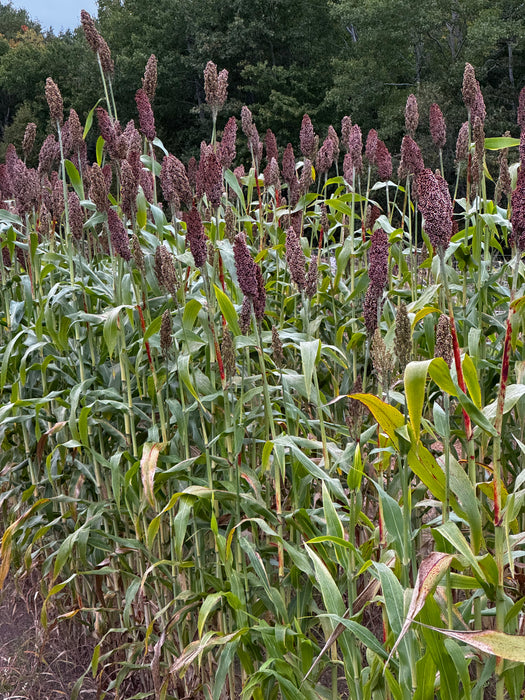 Rox Orange Syrup Cane Sorghum