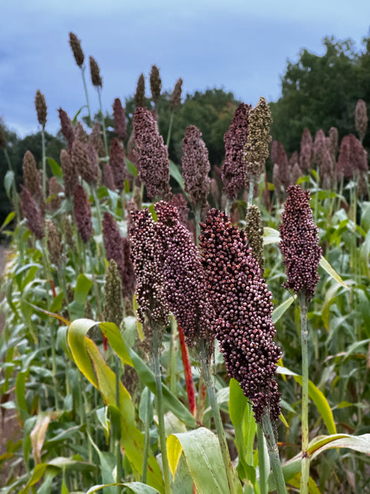 Rox Orange Syrup Cane Sorghum