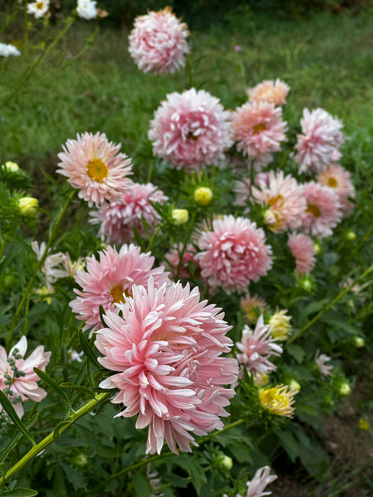 Salmon Janina China Aster