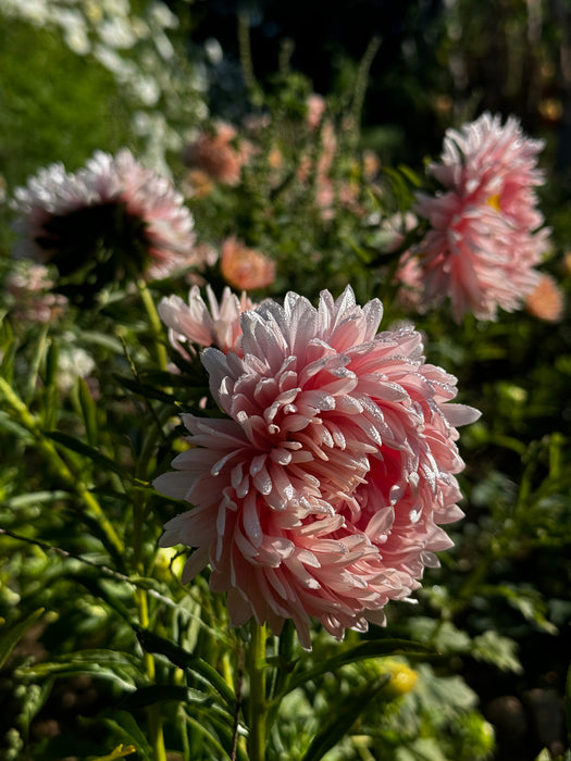 Salmon Janina China Aster