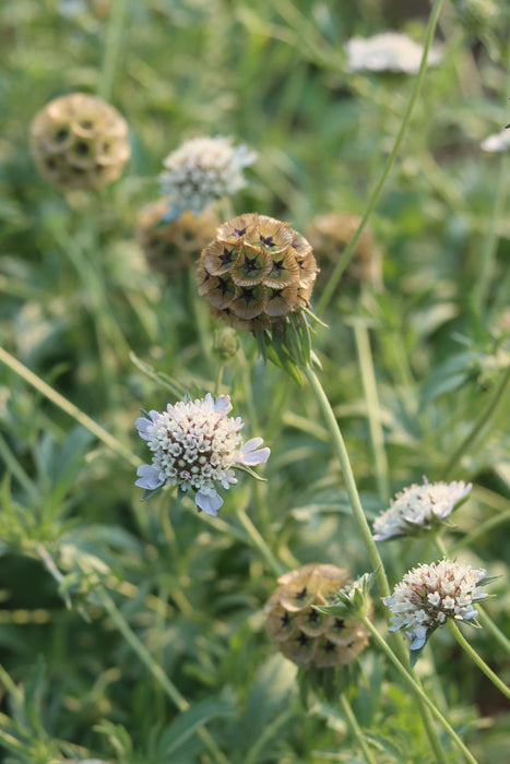 Starflower Scabiosa
