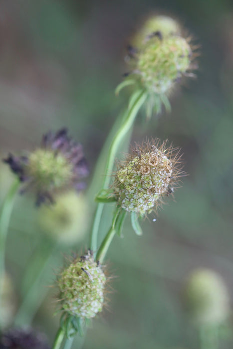 Black Knight Scabiosa