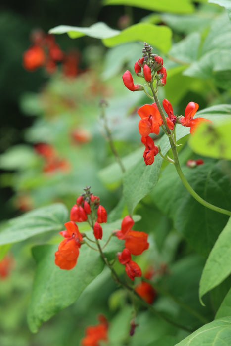 Scarlet Runner Bean