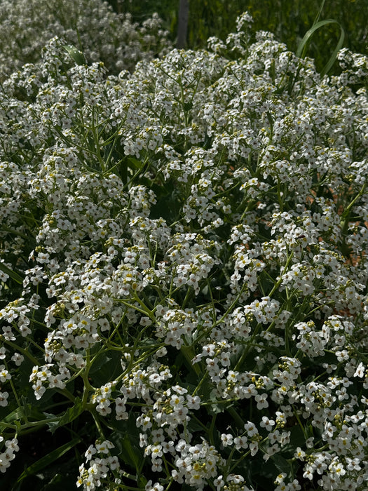 Lily White Sea Kale