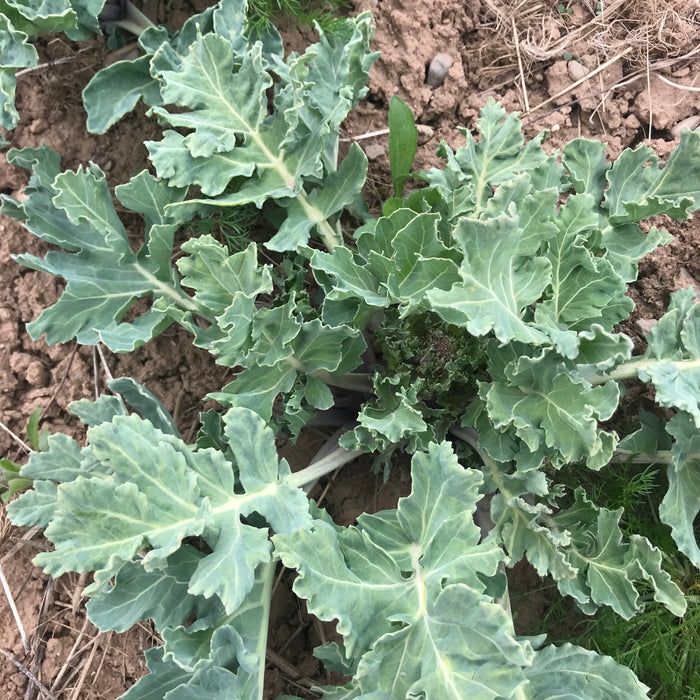 Lily White Sea Kale