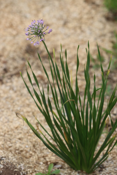 Siberian Chives