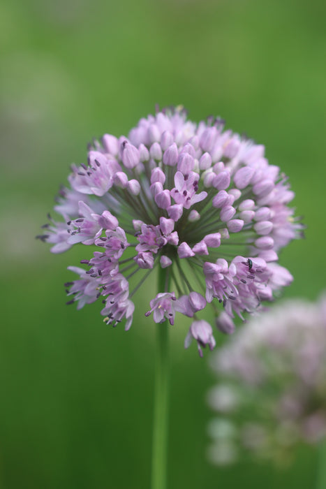 Siberian Chives