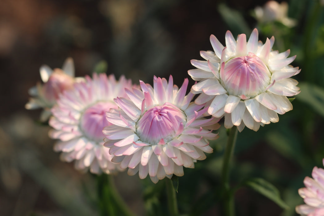 Silvery Rose Strawflower