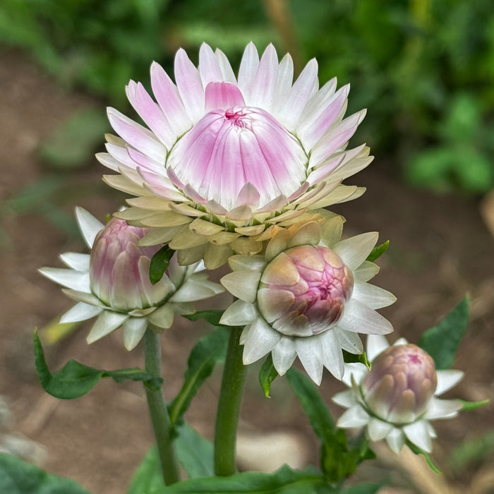 Silvery Rose Strawflower