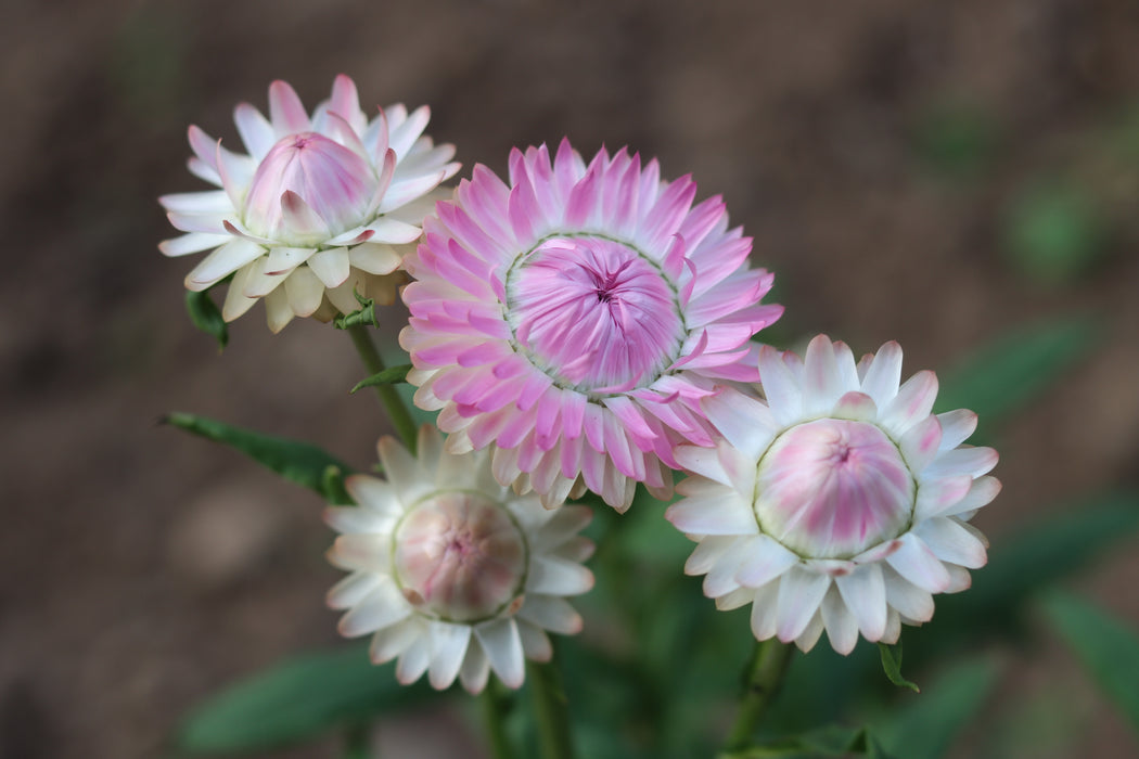 Silvery Rose Strawflower