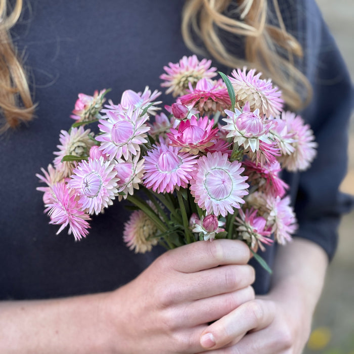 Silvery Rose Strawflower