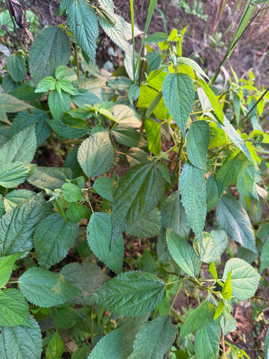 Small Spike False-nettle