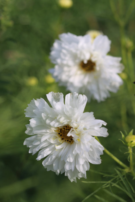 Snow Puff Cosmos