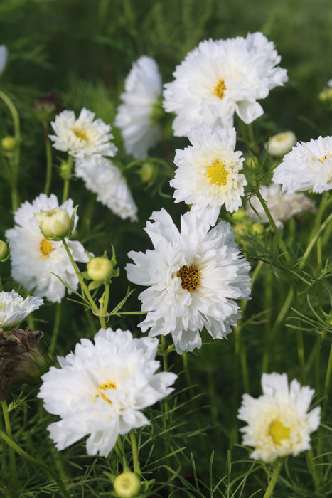 Snow Puff Cosmos