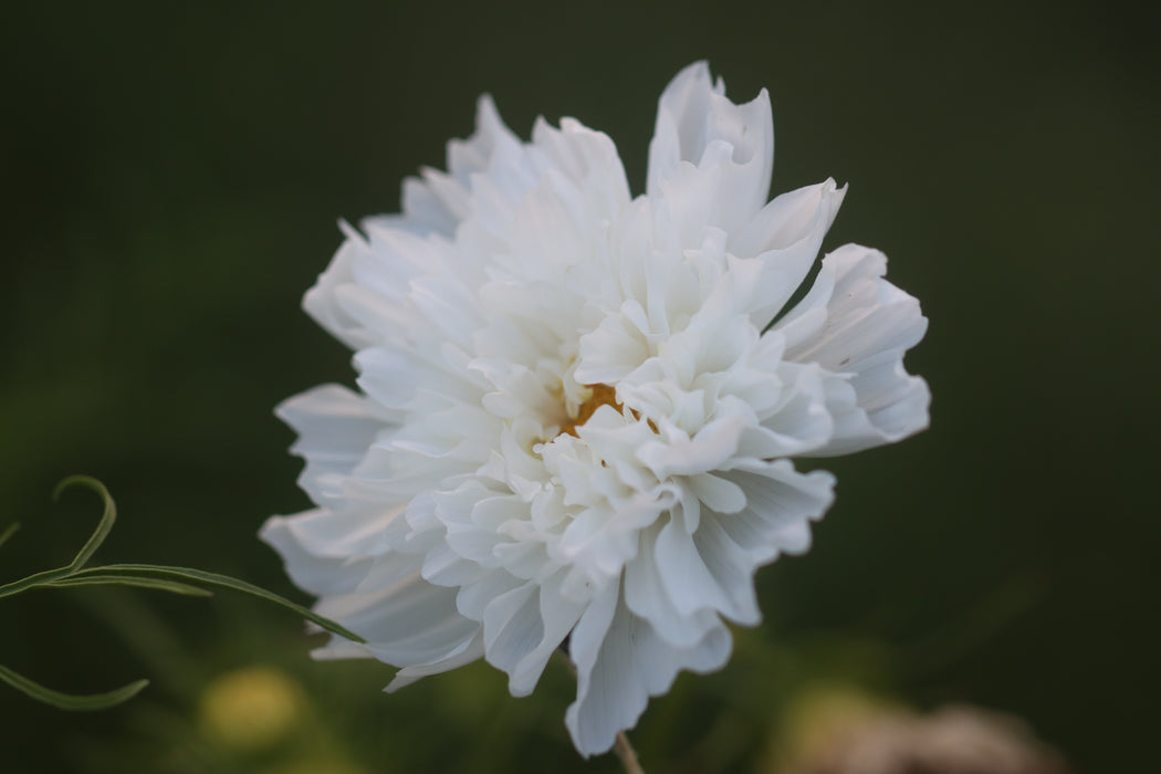 Snow Puff Cosmos