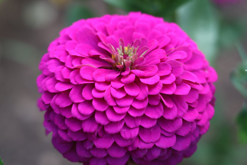 Sonia's Purple Zinnia